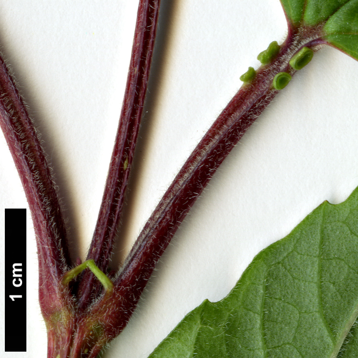 High resolution image: Family: Adoxaceae - Genus: Viburnum - Taxon: sargentii - SpeciesSub: var. puberulum